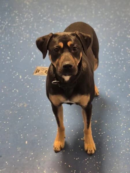 Balu, male young Labrador Retriever for adoption at Tierheim Mayen, Mayen
