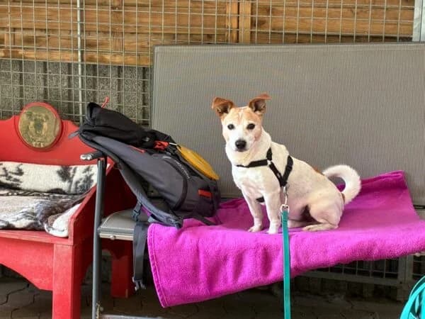 Chucky, tricolor male senior Jack Russell Terrier for adoption at Tierheim Mayen, Mayen