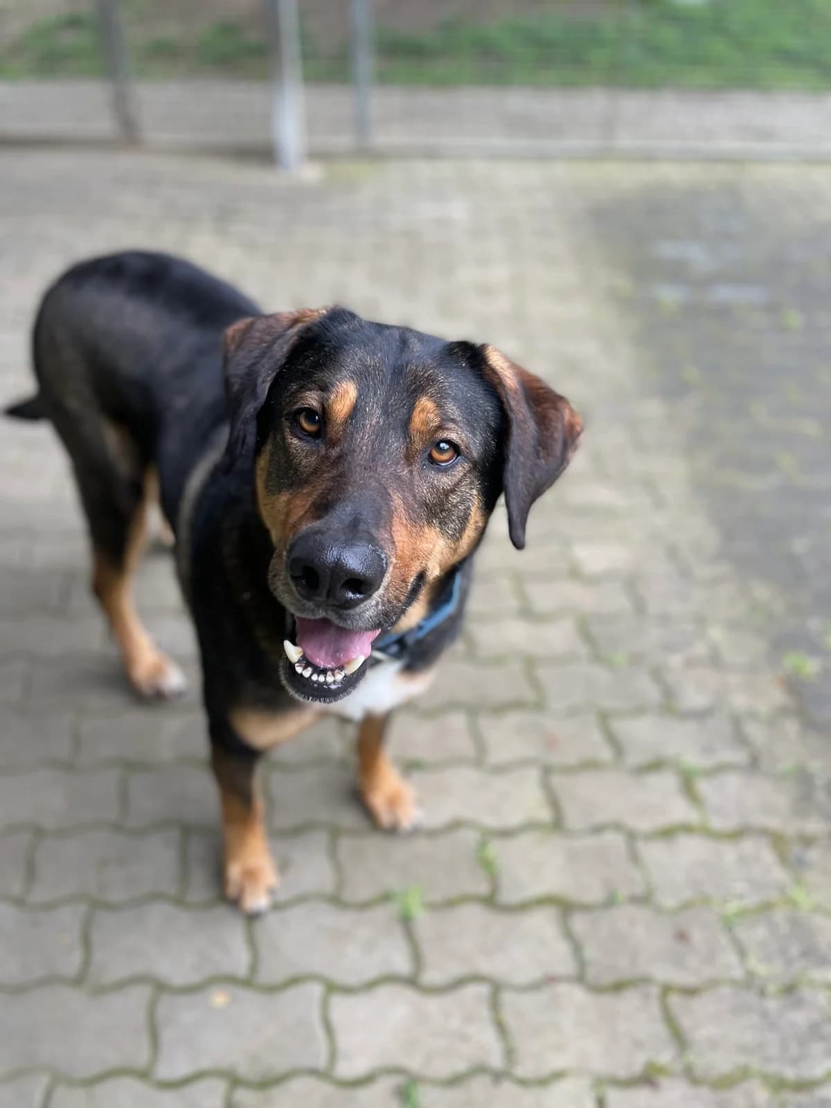 Rocky, male senior German Shepherd for adoption at Tierheim Mayen, Mayen