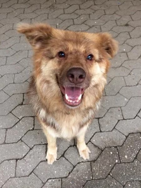 Ronja, braun female senior Mixed Breed for adoption at Tierheim Mayen, Mayen