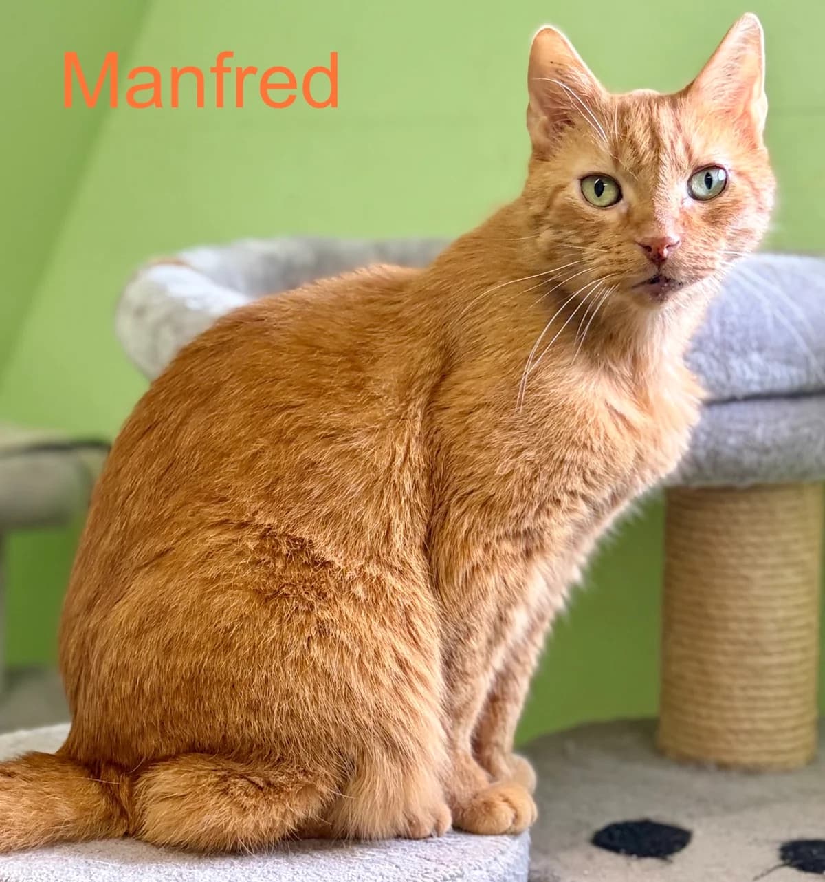 Manfred, golden senior Mixed Breed for adoption at Tierheim Melle, Melle