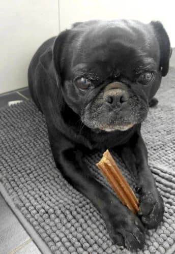 Elmo, male 7yo Pug for adoption at Tierheim Melle, Melle