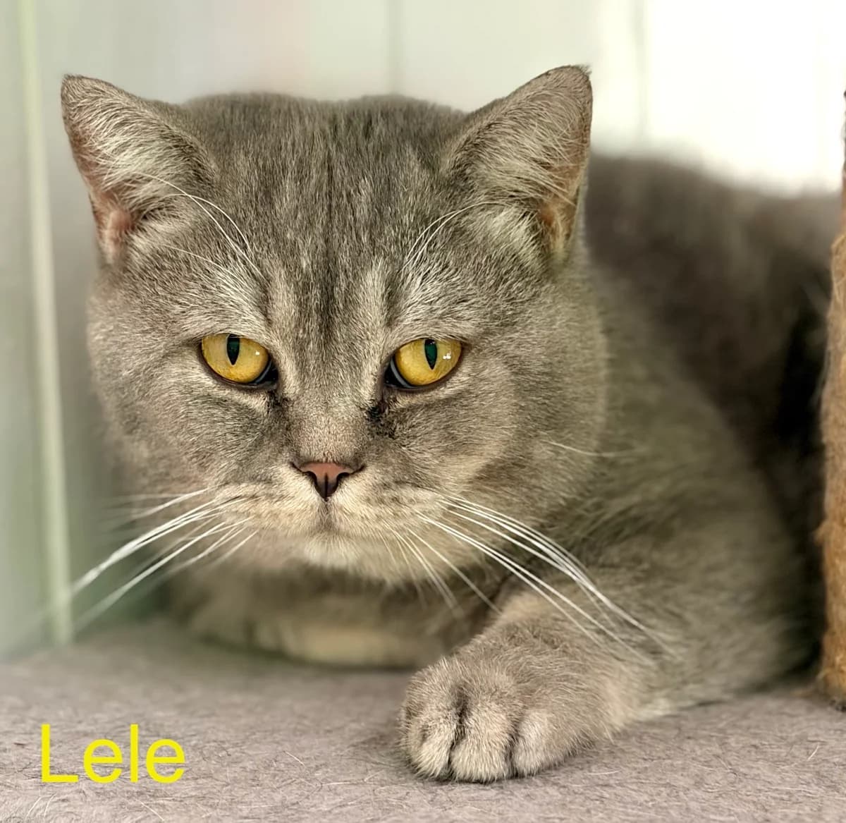Lele, male Mixed Breed for adoption at Tierheim Melle, Melle