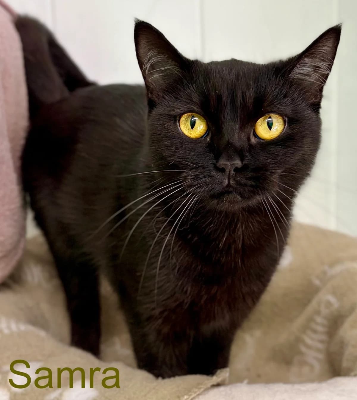 Samra, puppy Mixed Breed for adoption at Tierheim Melle, Melle