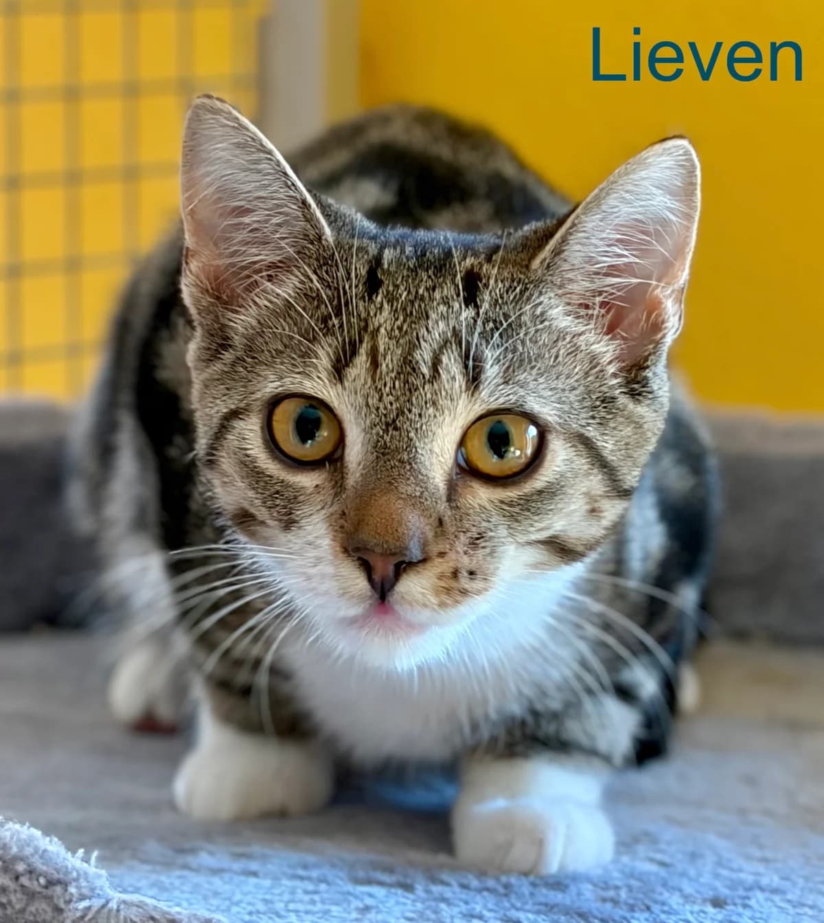 Lieven, male puppy Mixed Breed for adoption at Tierheim Melle, Melle