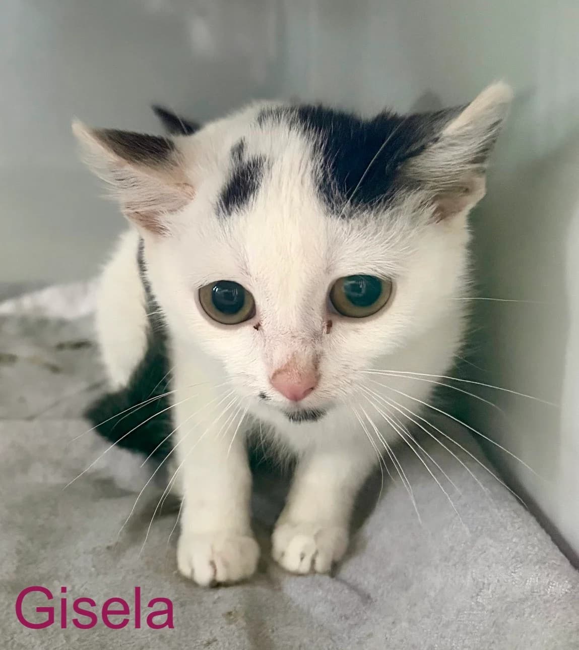 Gundula, Gisela, Goethe & Gustl, male puppy Mixed Breed for adoption at Tierheim Melle, Melle