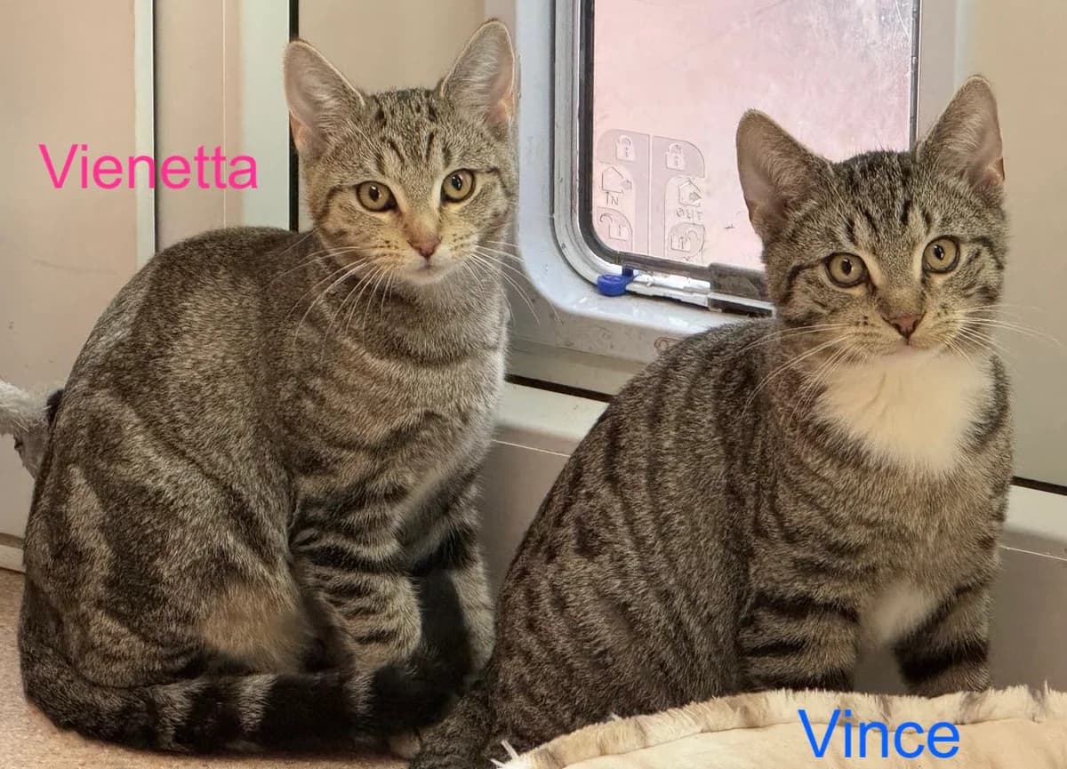 Vinny, Vienetta & Vince, male puppy Mixed Breed for adoption at Tierheim Melle, Melle