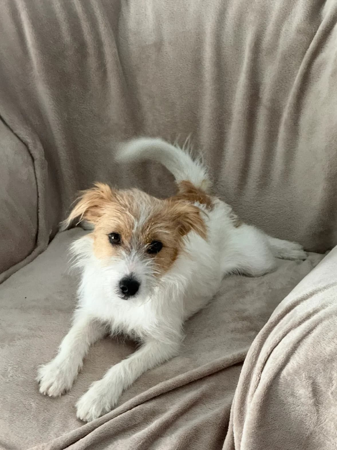 Jack, male puppy Mixed Breed for adoption at Tierheim Melle, Melle
