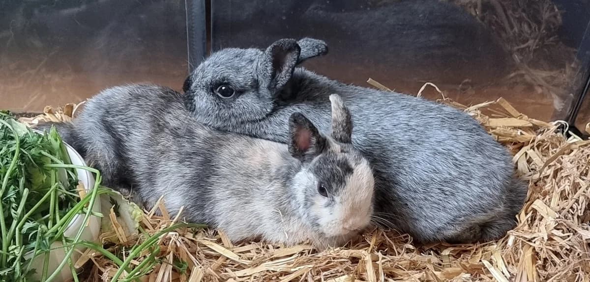 Amy & Coockie, young Mixed Breed for adoption at Tierheim Melle, Melle