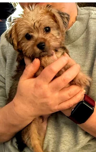 Terriermixwelpen, male puppy Mixed Breed for adoption at Tierheim Melle, Melle