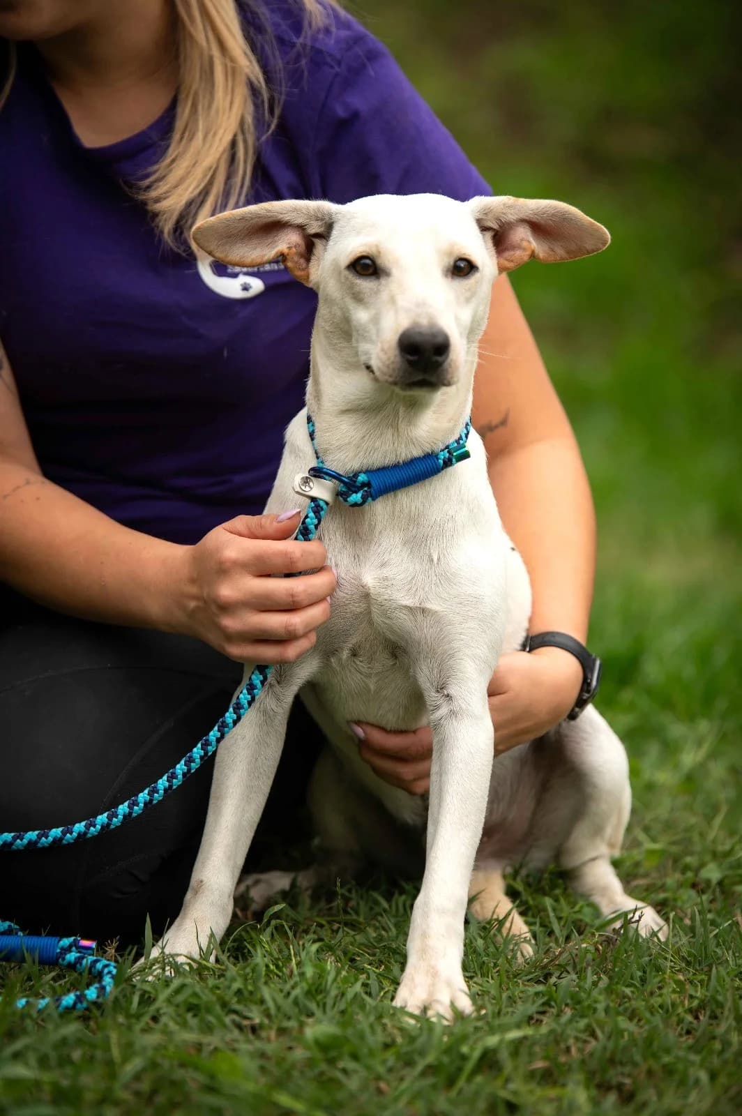 Nokka, male young Mixed Breed for adoption at Tierheim Melle, Melle