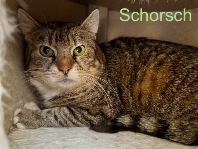 Schorsch, 7yo Mixed Breed for adoption at Tierheim Melle, Melle