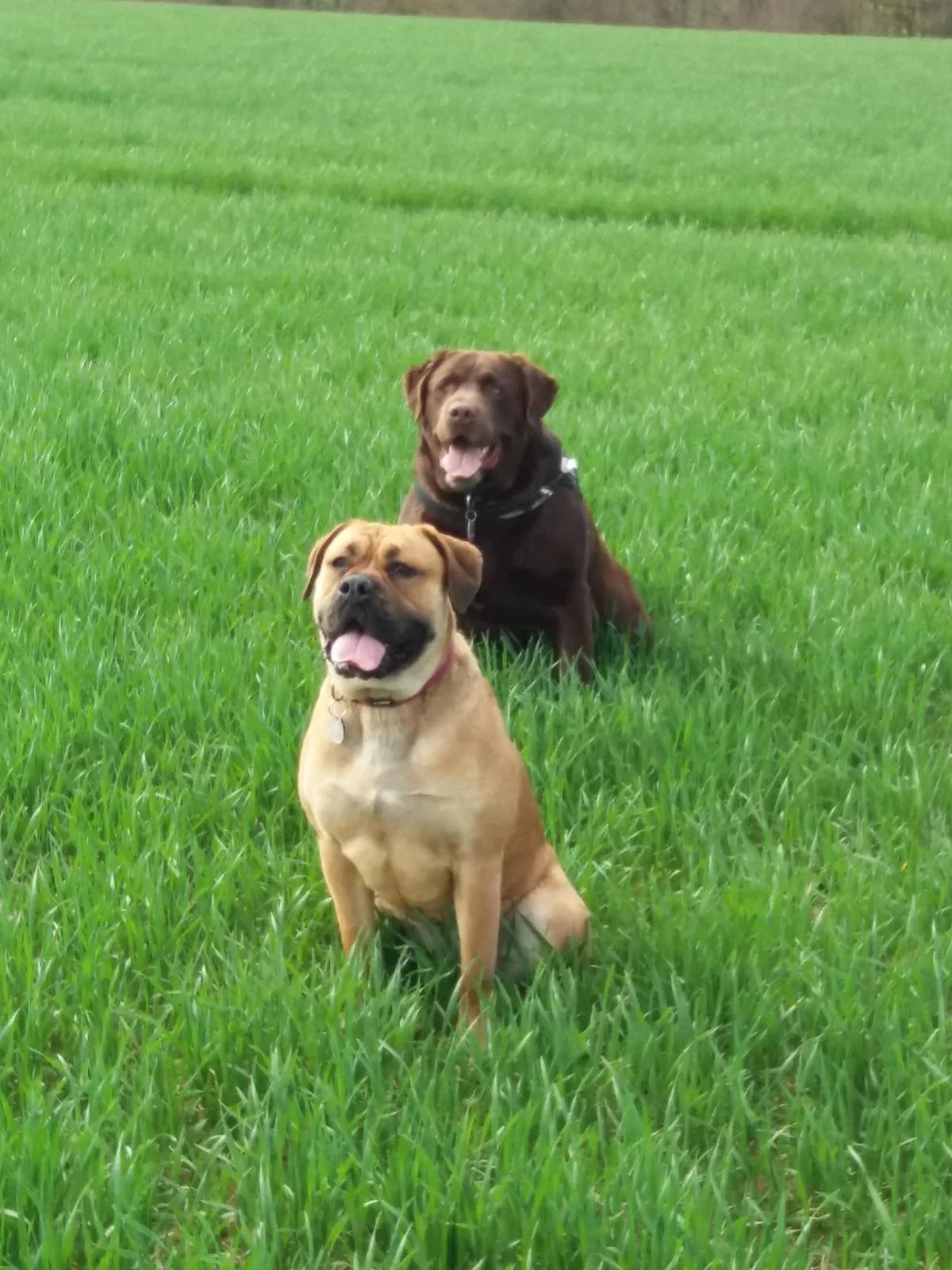 Balou und Meggy, female 5yo Mixed Breed for adoption at Tierheim Melle, Melle