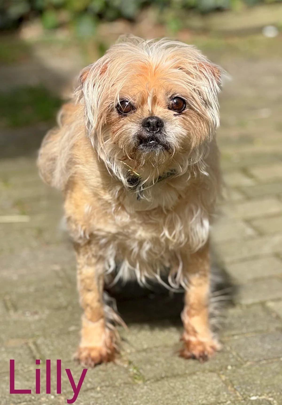 Lilly, senior Mixed Breed for adoption at Tierheim Melle, Melle