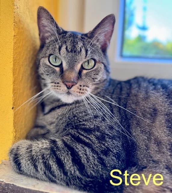 Steve, male Mixed Breed for adoption at Tierheim Melle, Melle