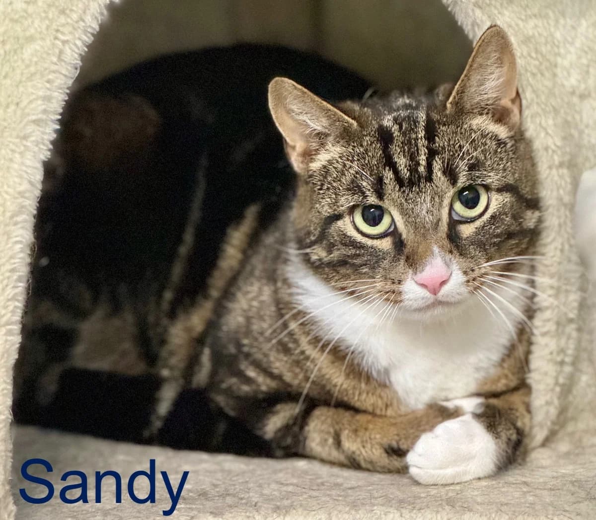 Sandy, male Mixed Breed for adoption at Tierheim Melle, Melle