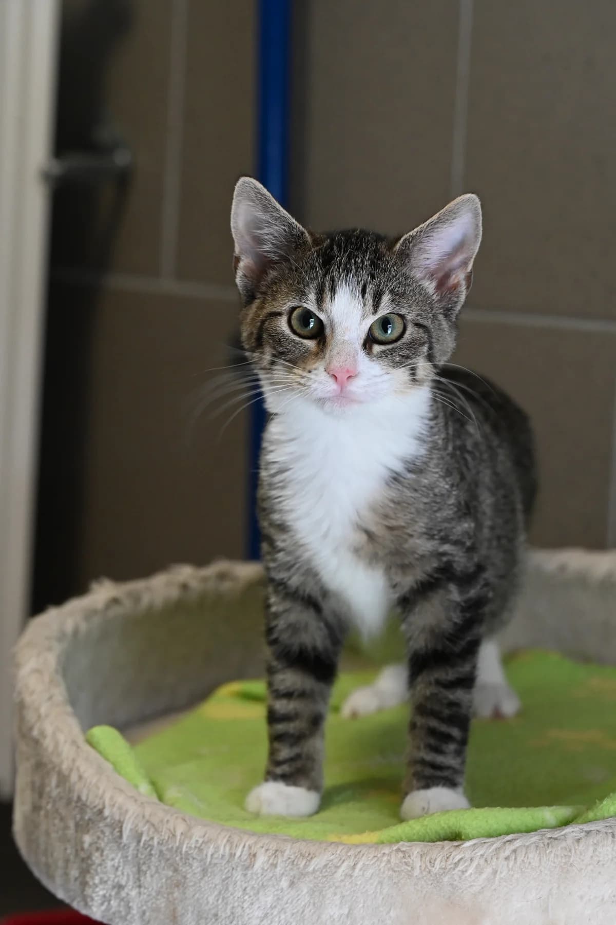 Veggie, Mixed Breed for adoption at Tierheim Minden, Minden