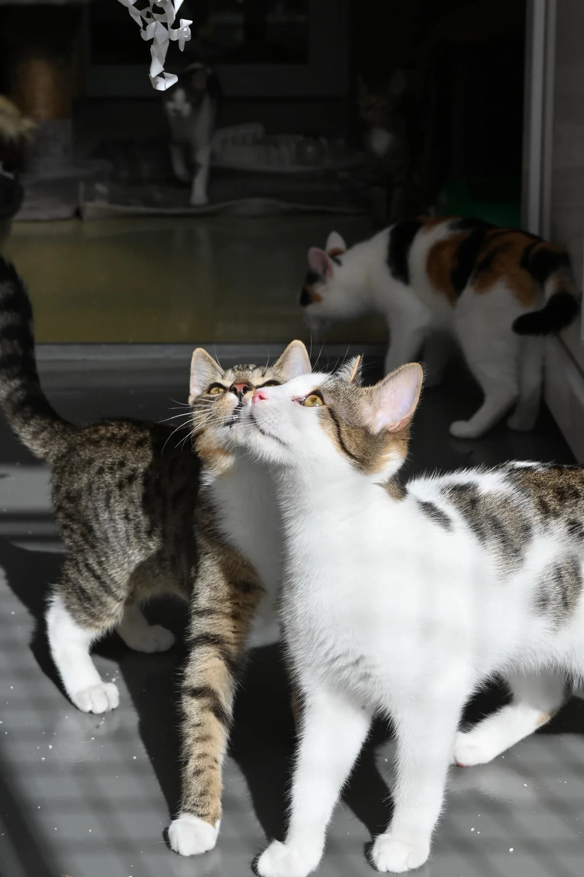 Raik1, Mixed Breed for adoption at Tierheim Minden, Minden