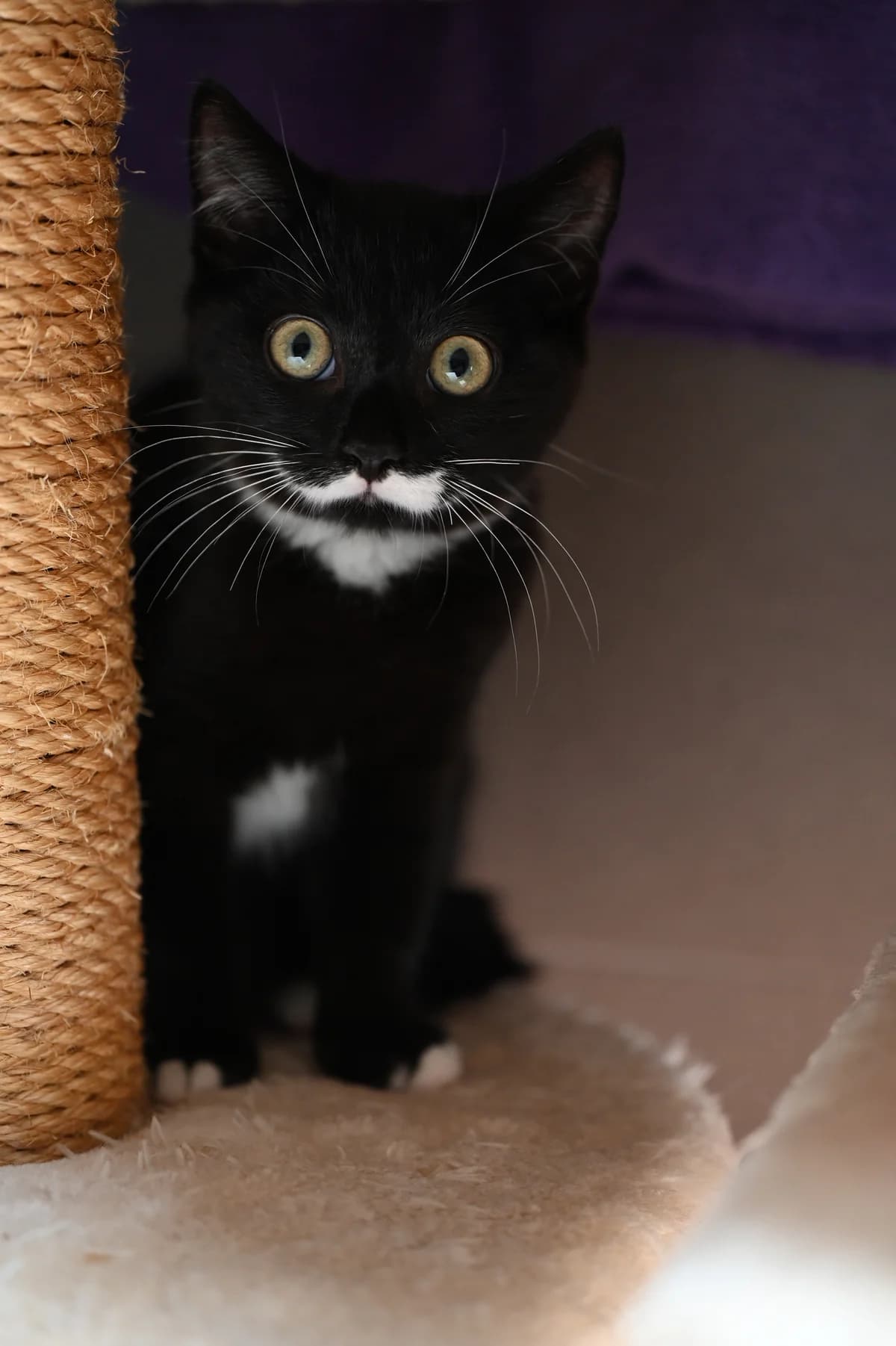 Klein, Mixed Breed for adoption at Tierheim Minden, Minden