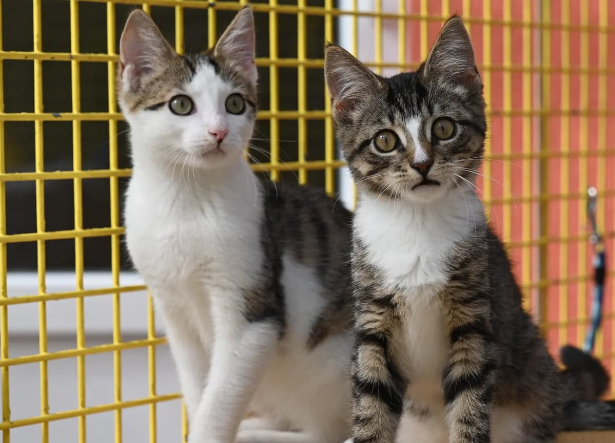 Kratzersauron, male Mixed Breed for adoption at Tierheim Minden, Minden