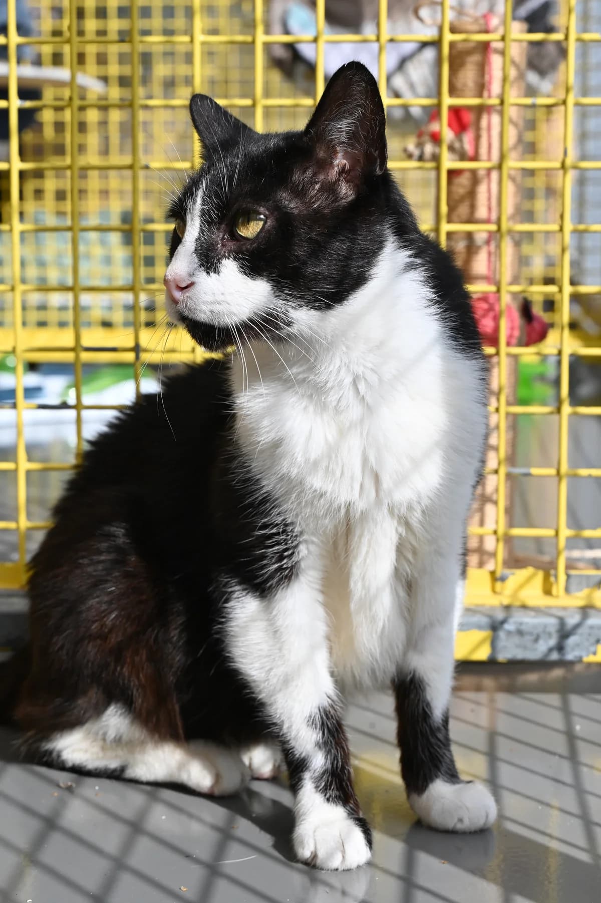 Meister, Mixed Breed for adoption at Tierheim Minden, Minden
