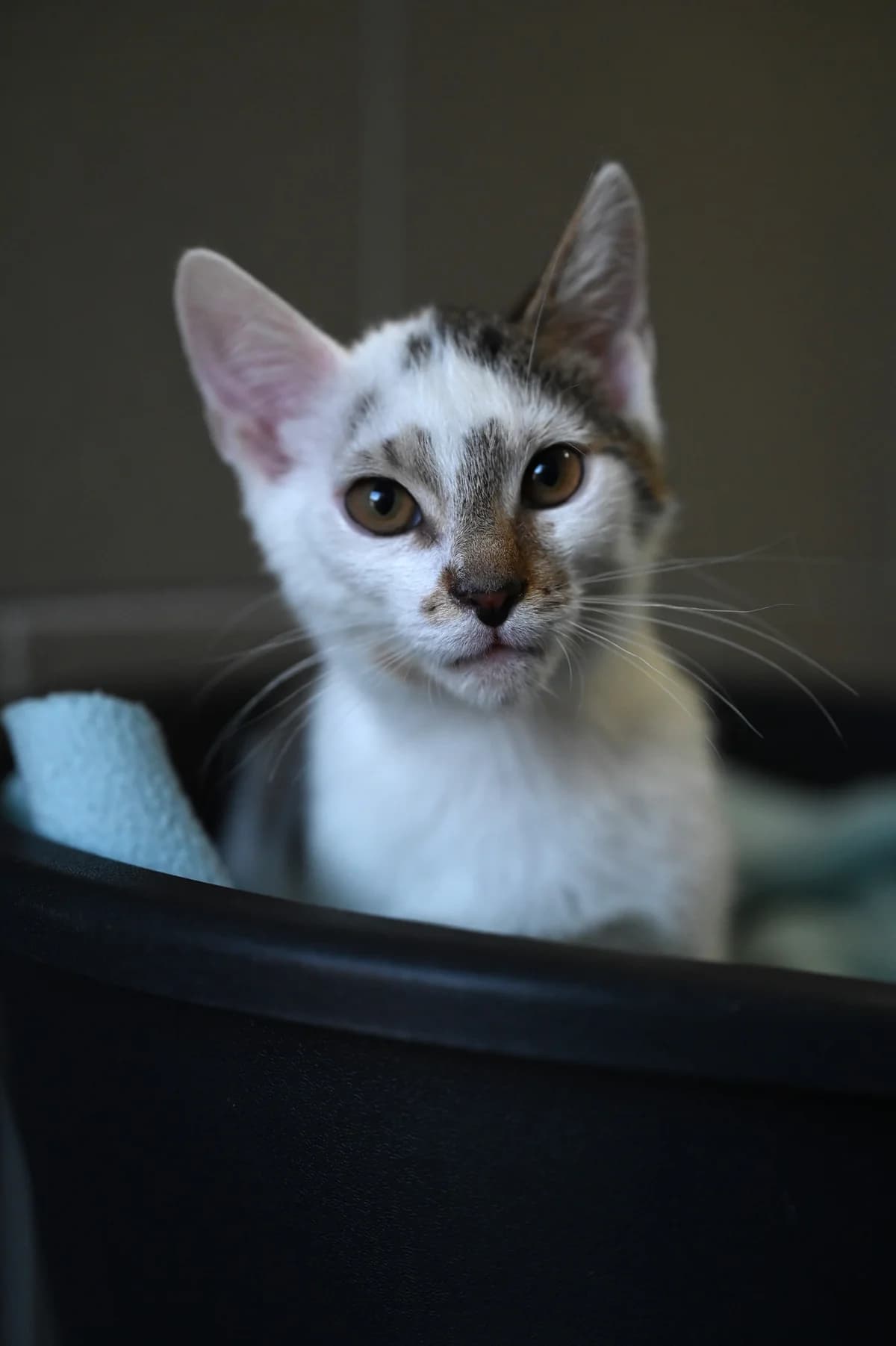 Miau, Mixed Breed for adoption at Tierheim Minden, Minden