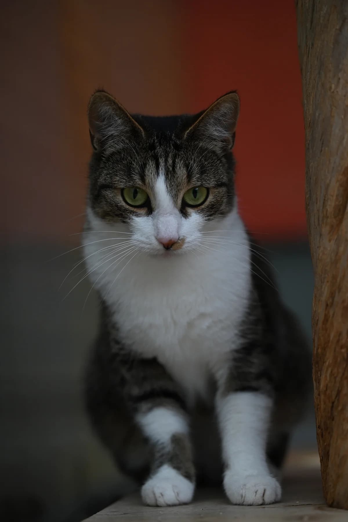 Mimimi, Mixed Breed for adoption at Tierheim Minden, Minden