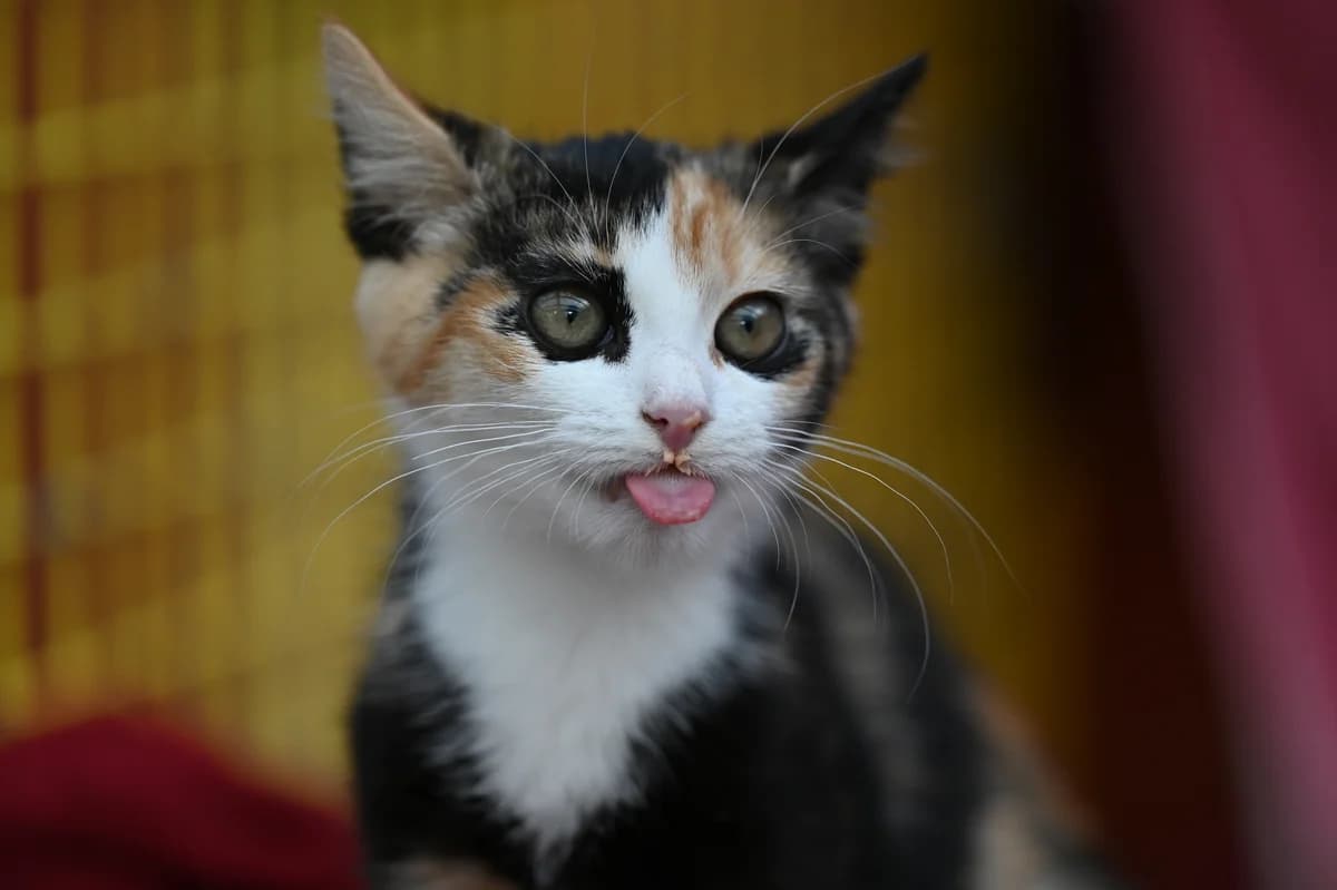 Nerina, Mixed Breed for adoption at Tierheim Minden, Minden