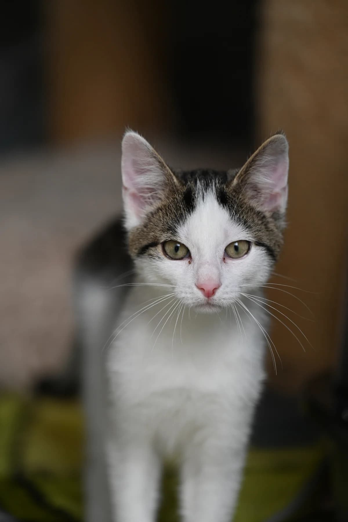 Speedy3, Mixed Breed for adoption at Tierheim Minden, Minden