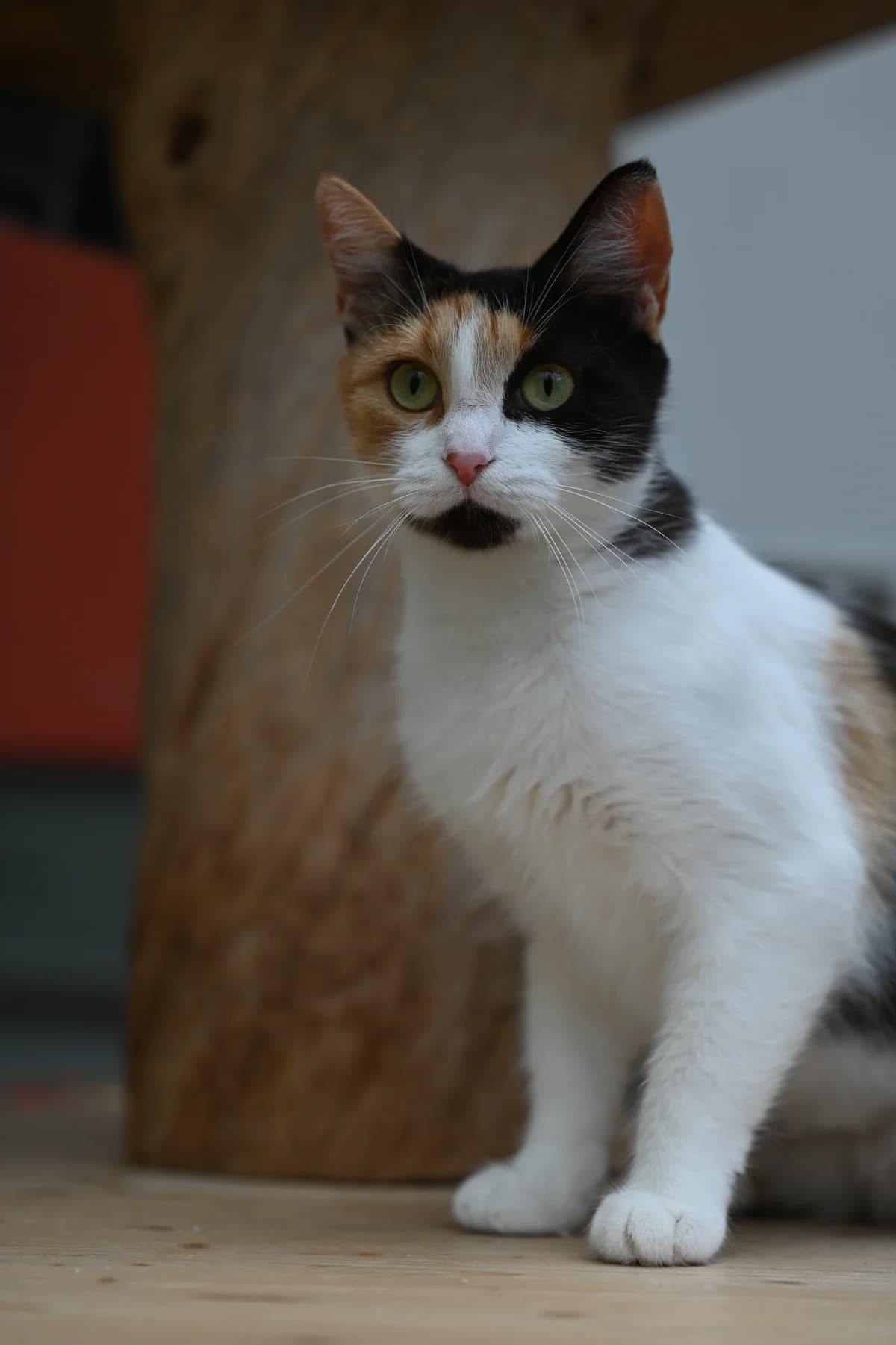 Stressarella, Mixed Breed for adoption at Tierheim Minden, Minden