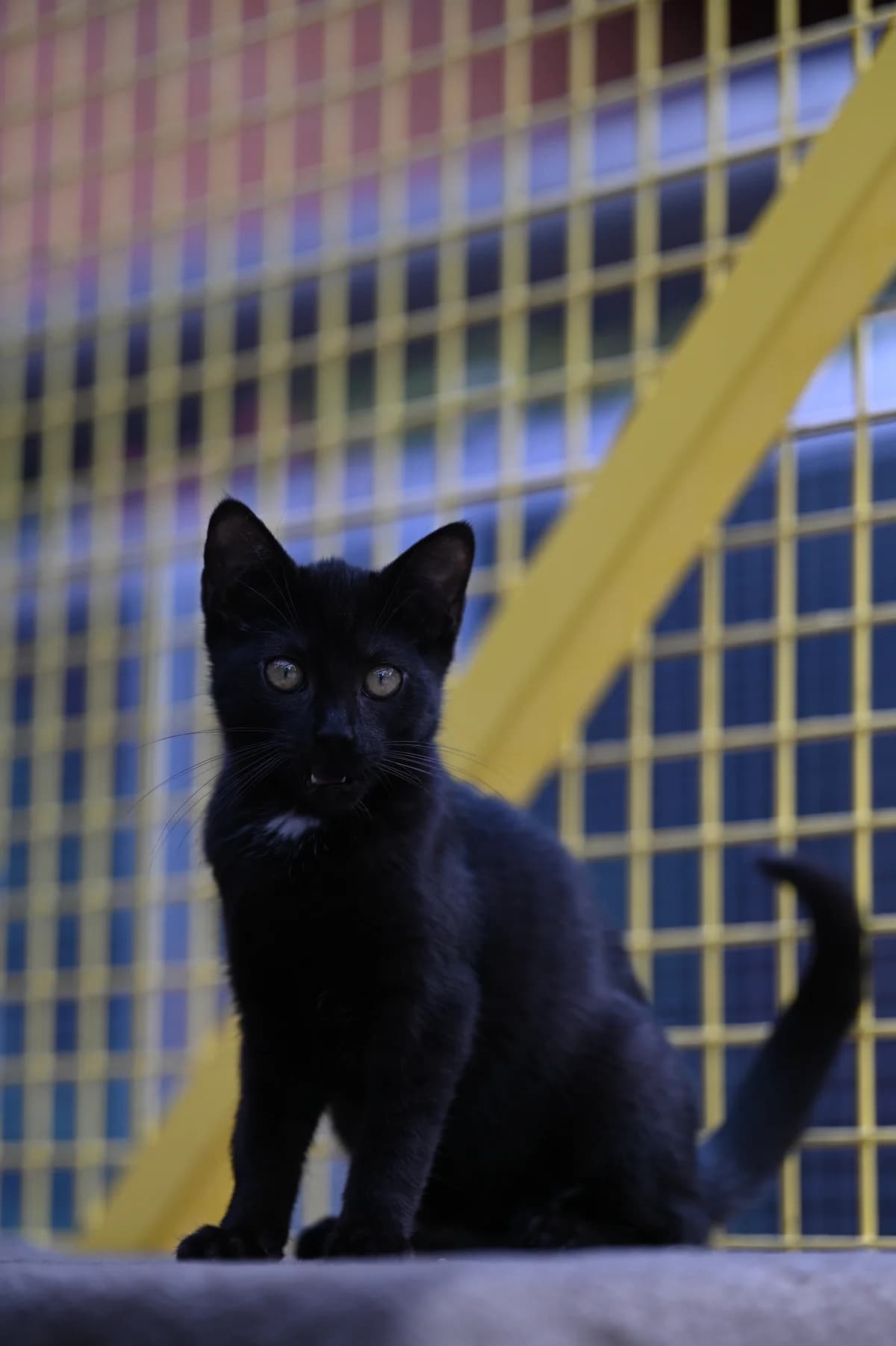 Tofu, Mixed Breed for adoption at Tierheim Minden, Minden