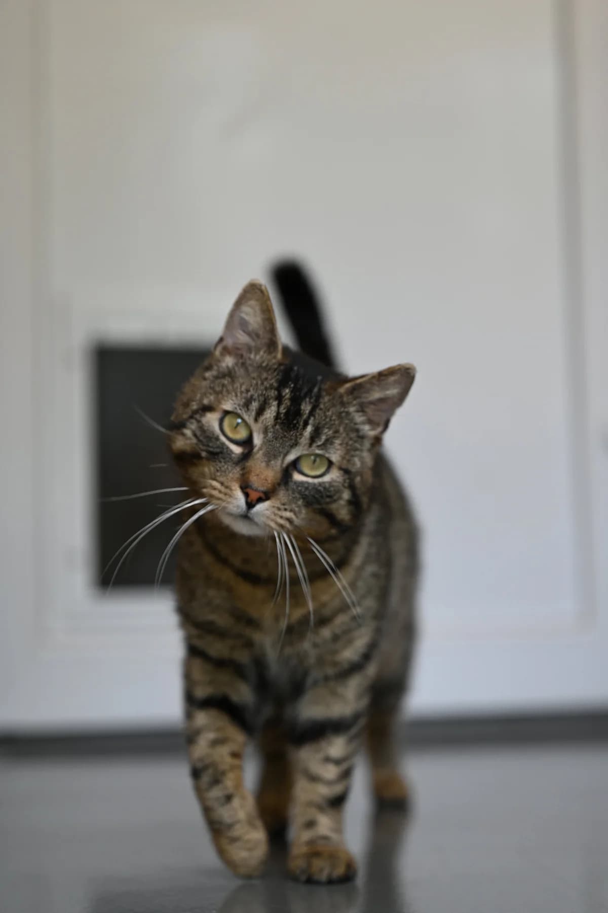 Wolfgang5, Mixed Breed for adoption at Tierheim Minden, Minden
