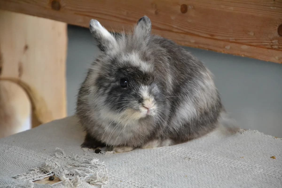 Lohals, Mixed Breed for adoption at Tierheim Minden, Minden