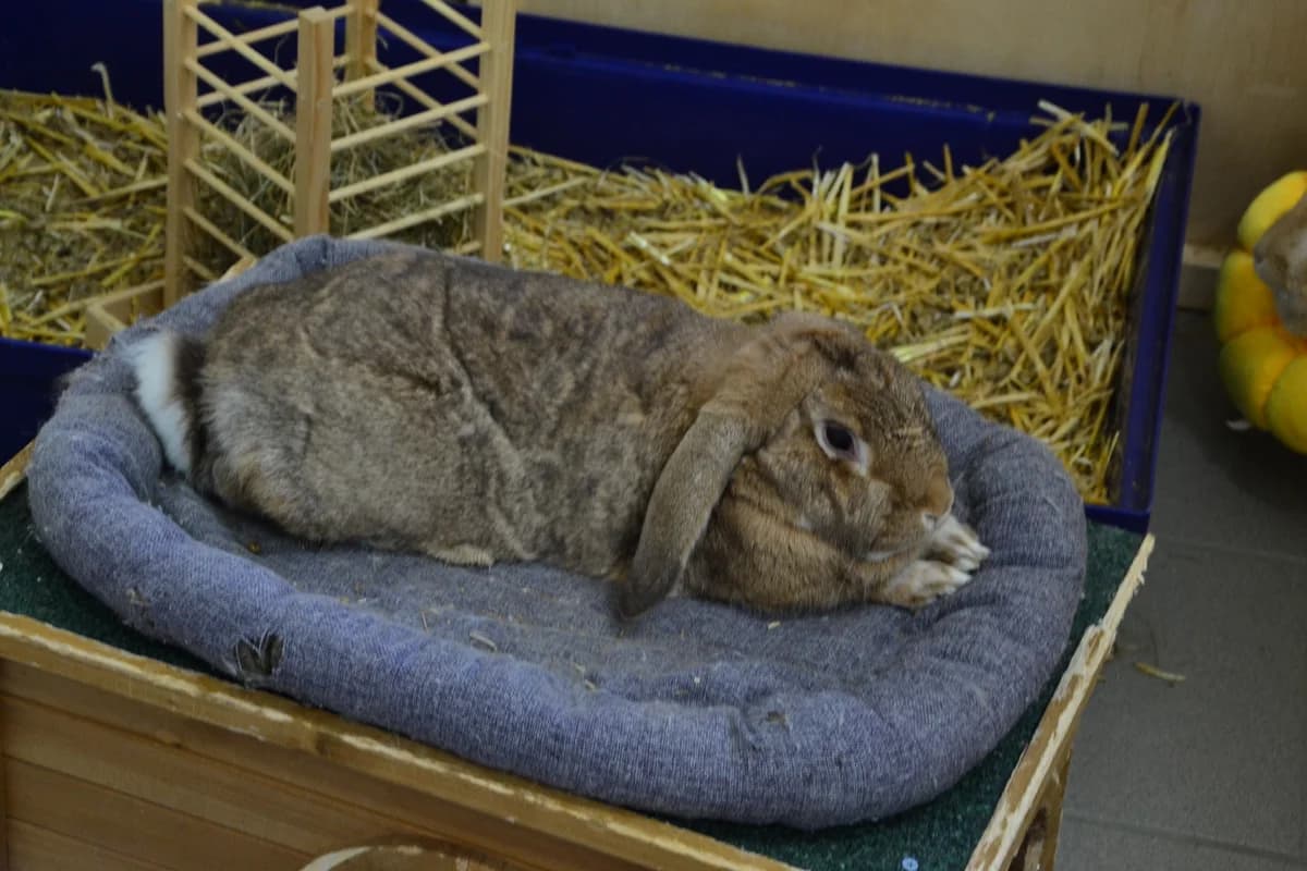 Prosecco, Mixed Breed for adoption at Tierheim Minden, Minden