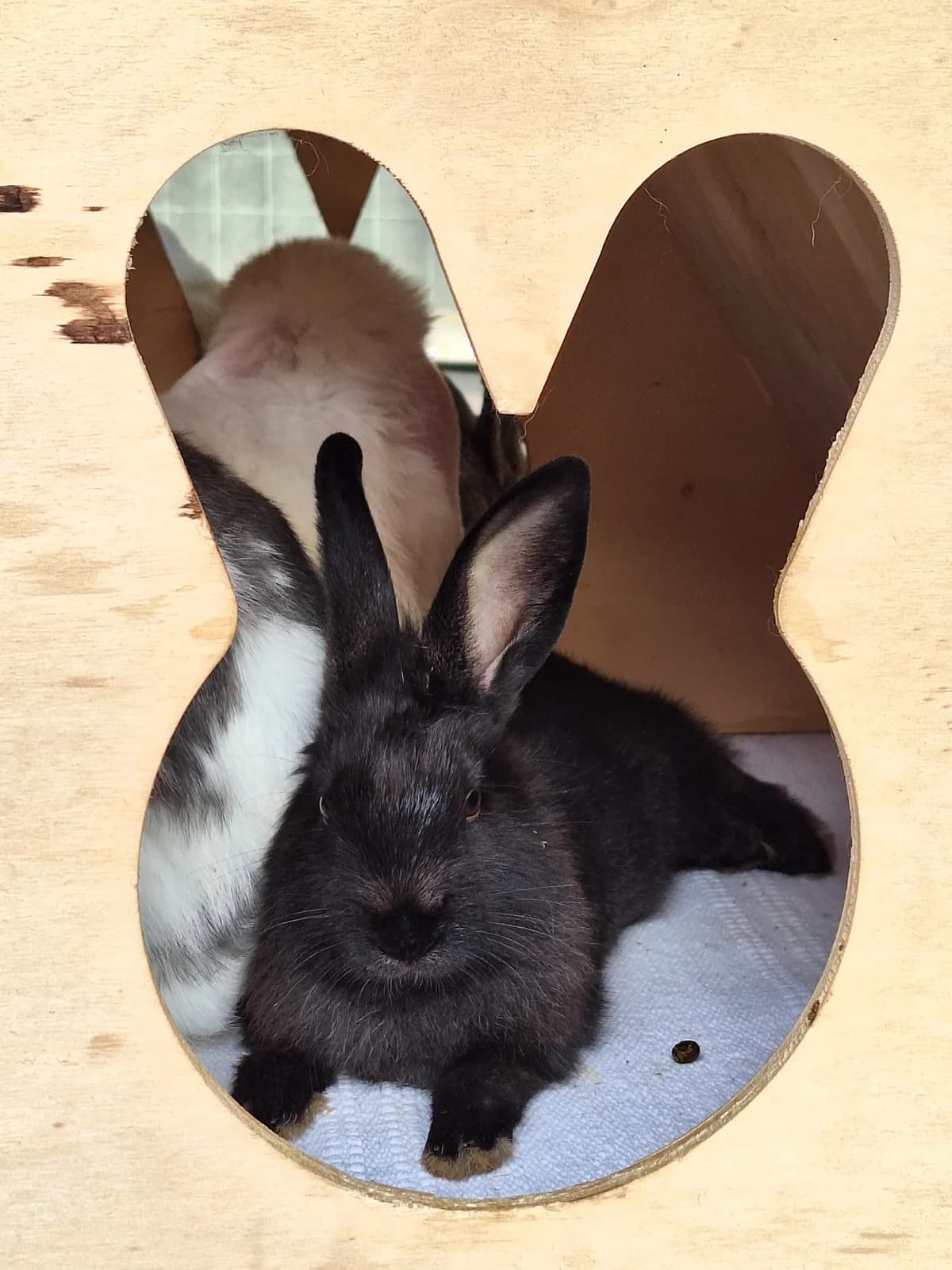 Void, Mixed Breed for adoption at Tierheim Minden, Minden