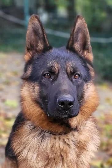 Jonny, male 5yo German Shepherd for adoption at Tierheim Mönchengladbach, Mönchengladbach