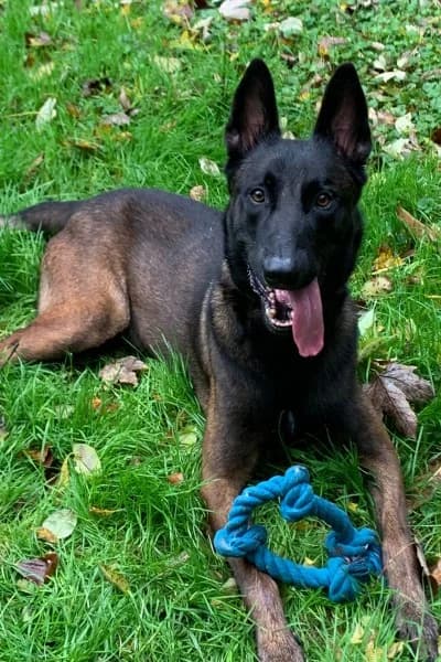 Jamie hat feste Interessenten, male Belgian Malinois for adoption at Tierheim Mönchengladbach, Mönchengladbach