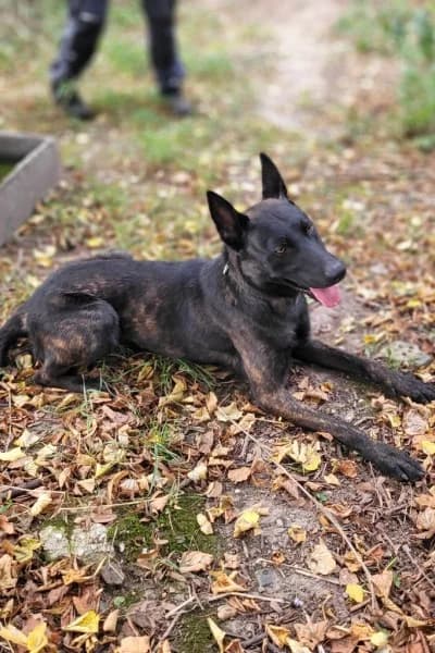 Arik, male mixed breed for adoption at Tierheim Mönchengladbach, Mönchengladbach