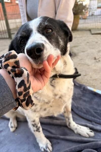 Rudi, male Mixed Breed for adoption at Tierheim Mönchengladbach, Mönchengladbach