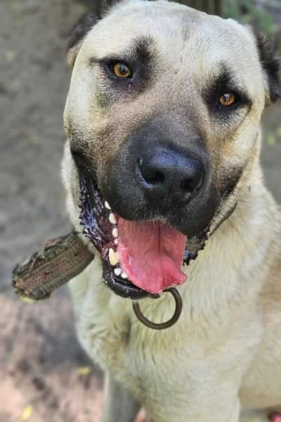 Bär, male young Kangal for adoption at Tierheim Mönchengladbach, Mönchengladbach
