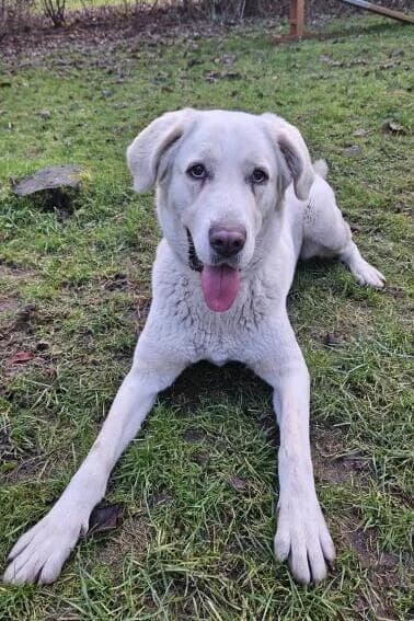 Renate, female Mixed Breed for adoption at Tierheim Mönchengladbach, Mönchengladbach