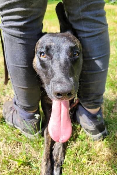 Freya, female mixed breed for adoption at Tierheim Mönchengladbach, Mönchengladbach