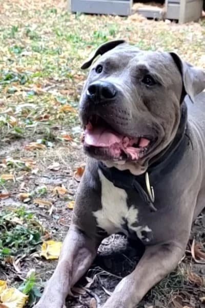 Dan, male 6yo American Staffordshire Terrier for adoption at Tierheim Mönchengladbach, Mönchengladbach