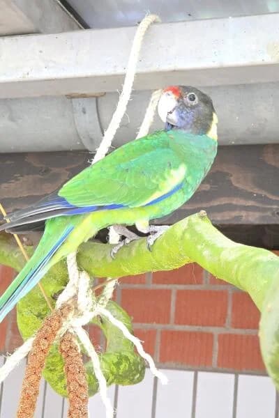 Lord, mixed breed for adoption at Tierheim Mönchengladbach, Mönchengladbach