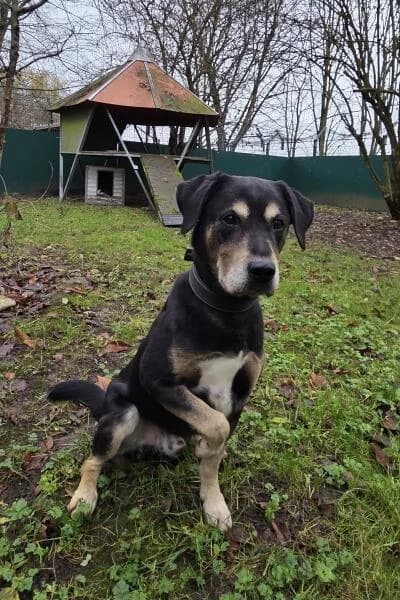 Chicco, male Labrador Retriever for adoption at Tierheim Mönchengladbach, Mönchengladbach