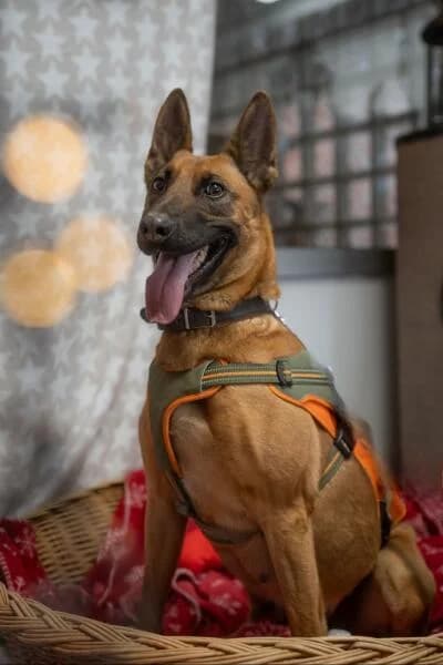 Dolce, female Belgian Malinois for adoption at Tierheim Mönchengladbach, Mönchengladbach