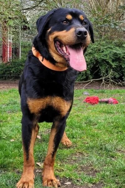 Bingo, male Rottweiler for adoption at Tierheim Mönchengladbach, Mönchengladbach