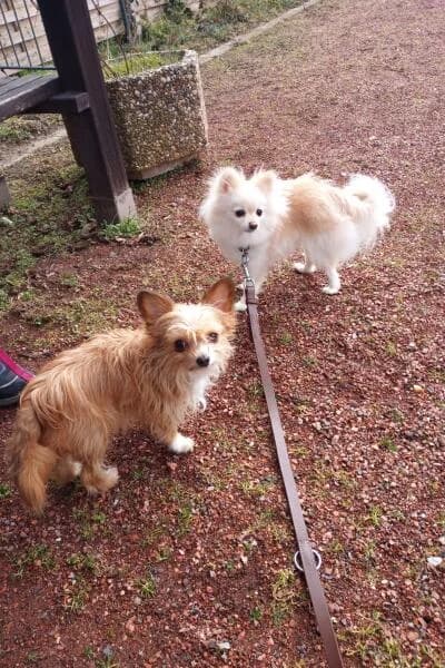 Elli & Merci, female Chihuahua for adoption at Tierheim Mönchengladbach, Mönchengladbach
