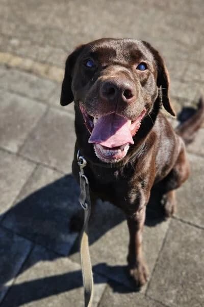 Trude hat feste Interessenten, female Labrador Retriever for adoption at Tierheim Mönchengladbach, Mönchengladbach