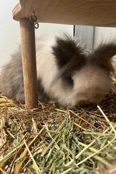 Sam, male mixed breed for adoption at Tierheim Mönchengladbach, Mönchengladbach